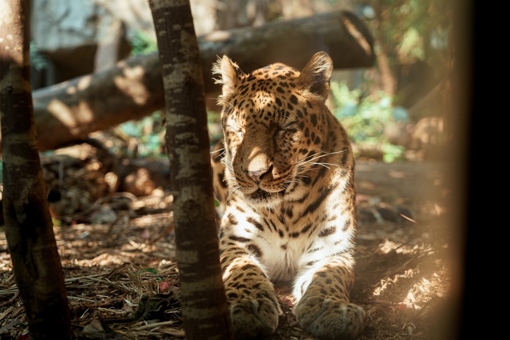 a large leopard sitting in the middle of a forest