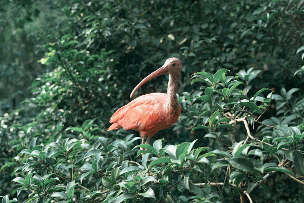 a pink bird standing on top of a lush green forest