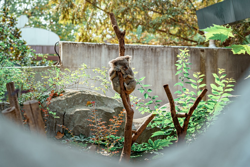 a koala sitting on a tree branch in a zoo