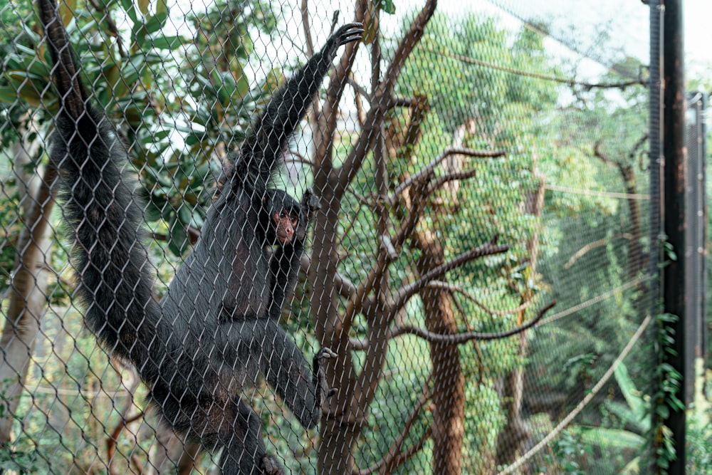 a monkey hanging from a chain link fence