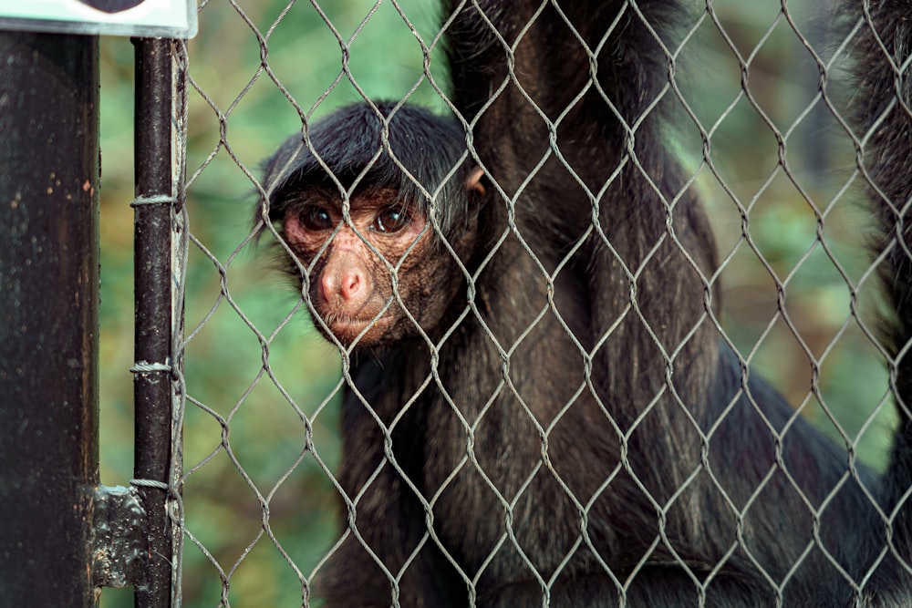 a monkey behind a chain link fence looking at the camera