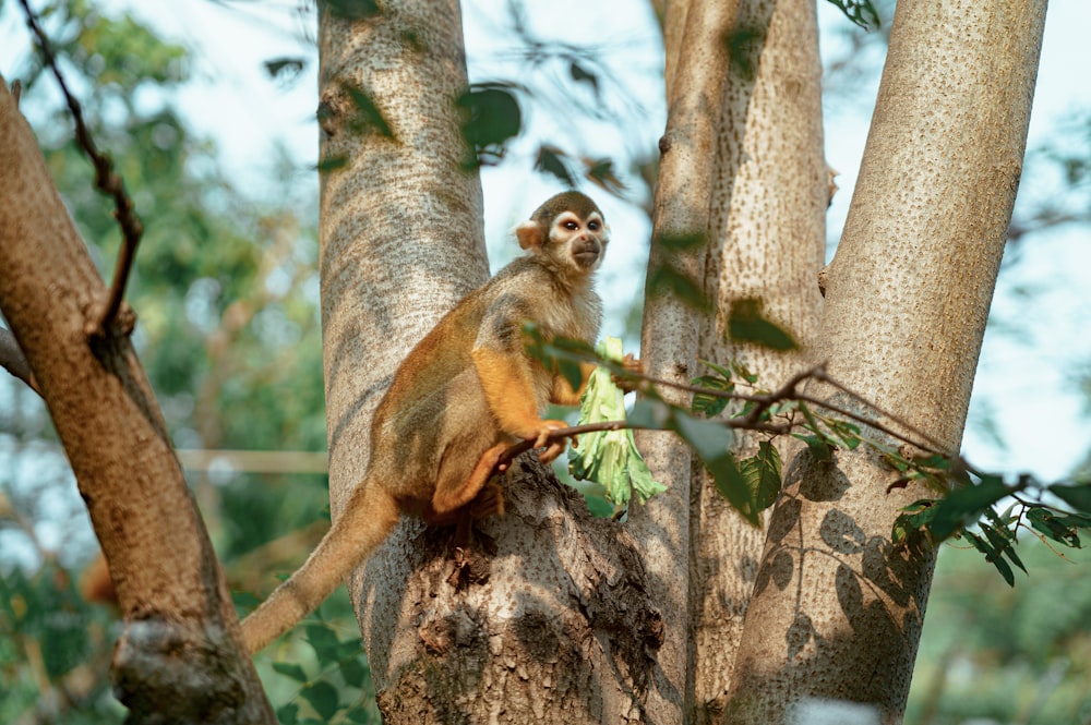 a monkey sitting on top of a tree branch