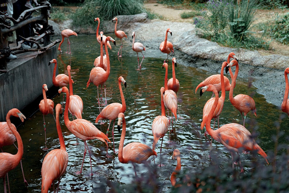 a flock of flamingos standing in a pond of water