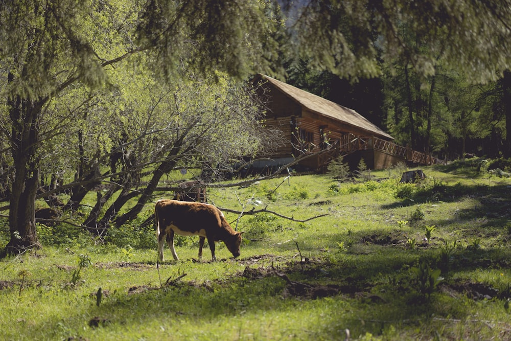 a cow grazing in a field next to a cabin