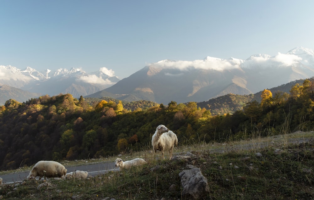 a herd of sheep standing on top of a lush green hillside