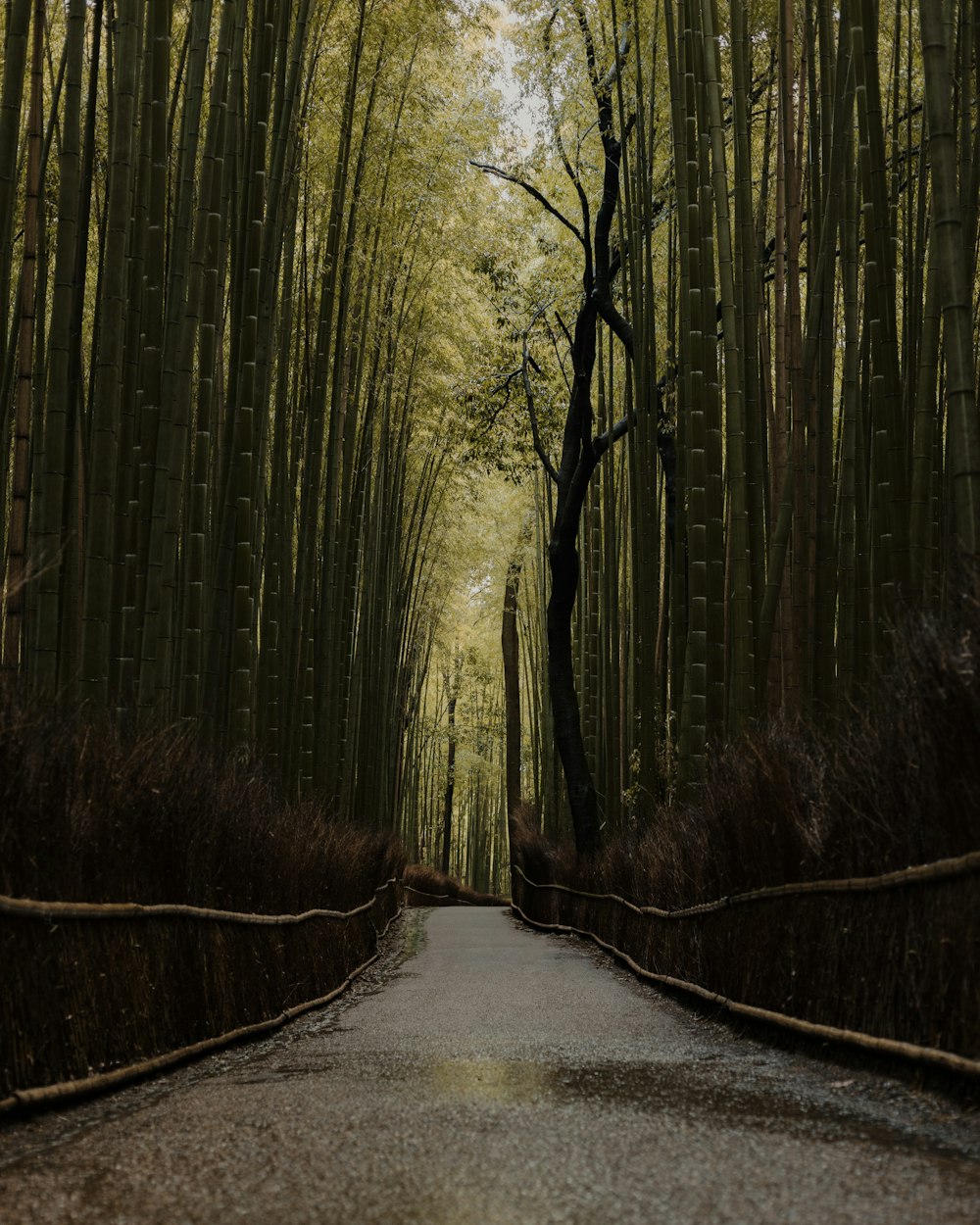 a narrow road surrounded by tall bamboo trees