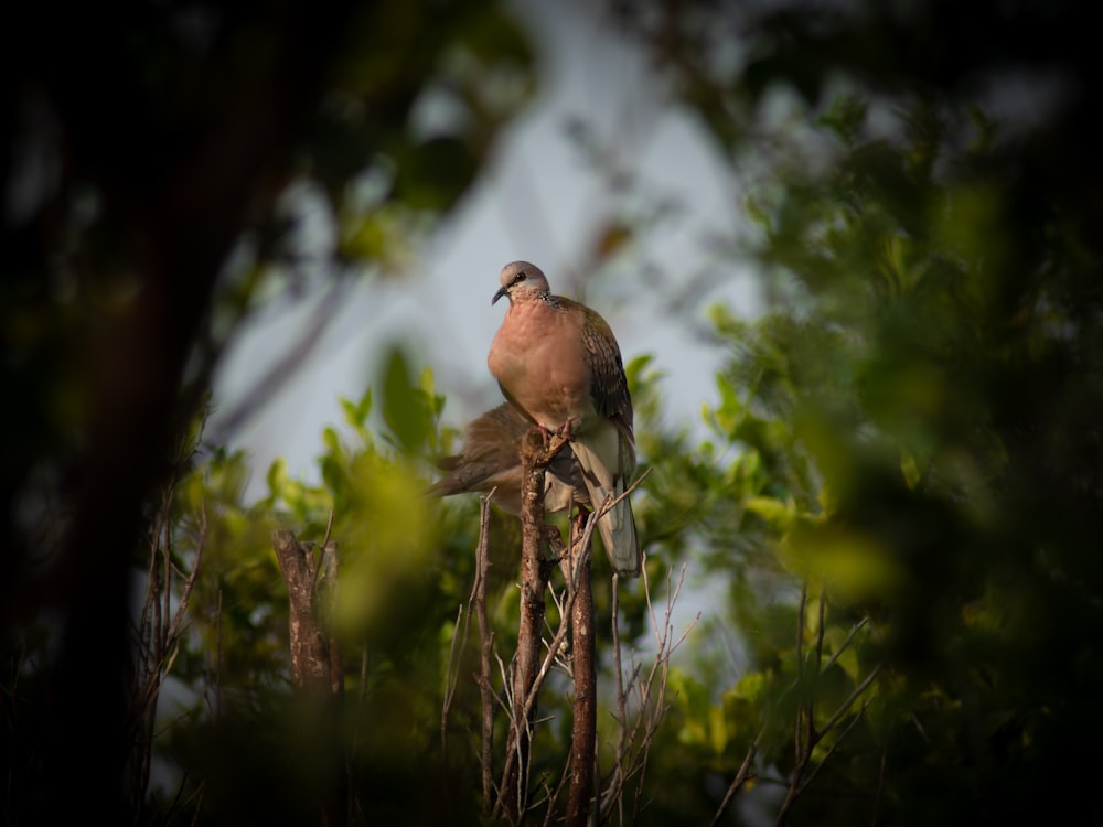 a bird perched on top of a tree branch