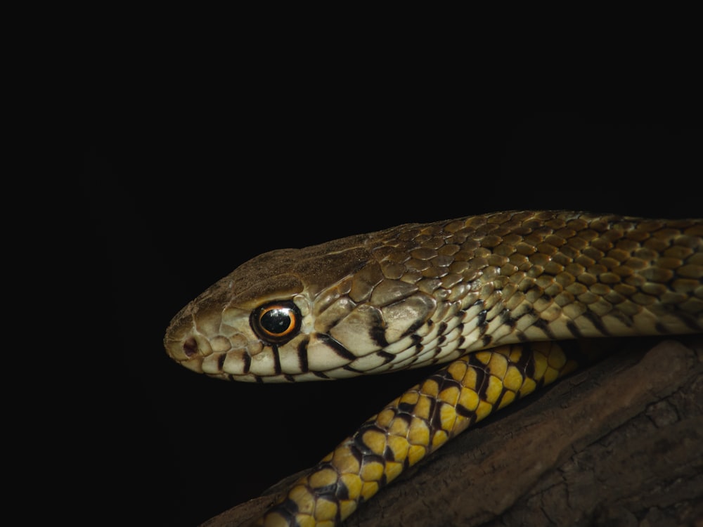 a close up of a snake on a branch