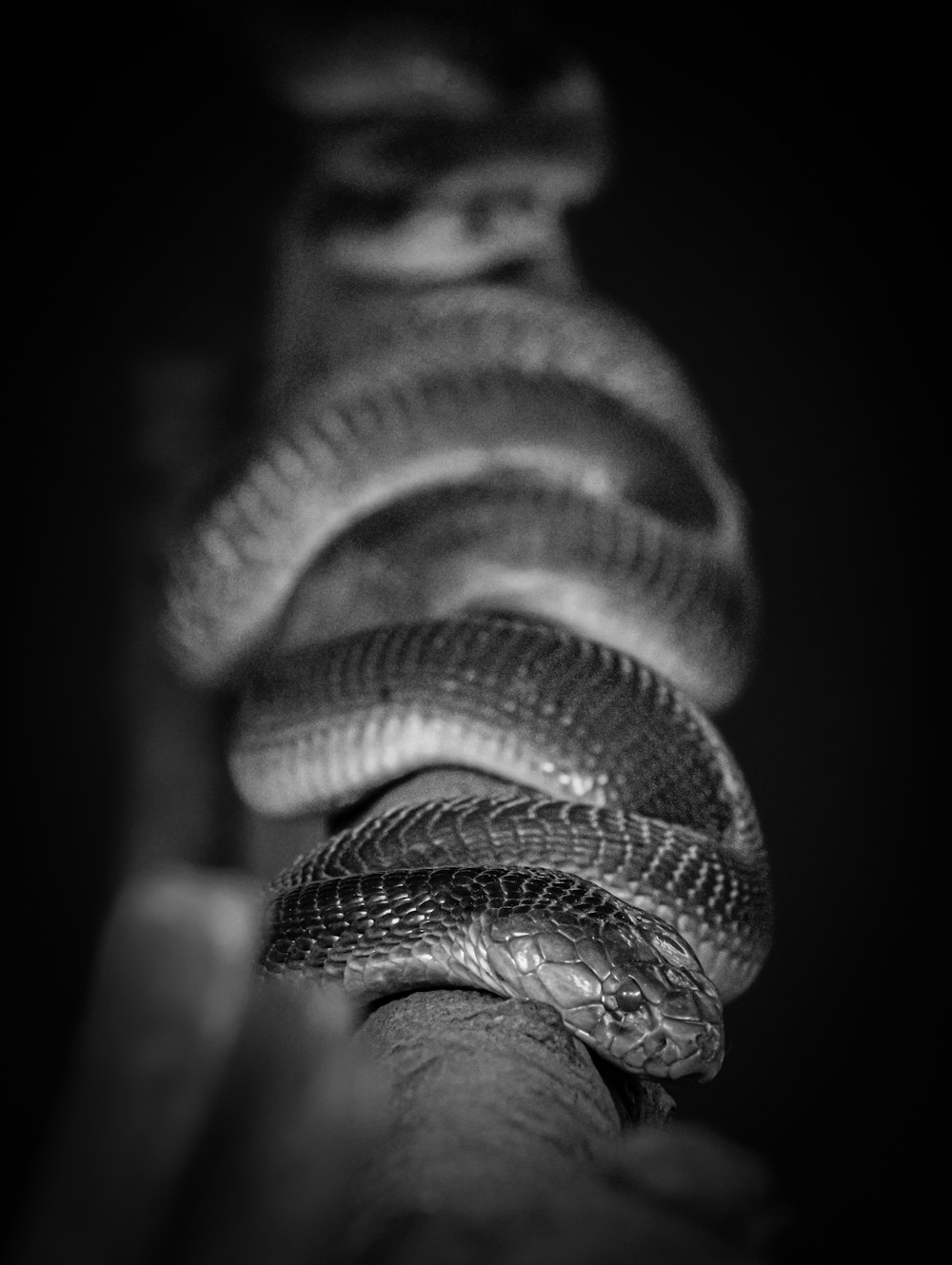 a black and white photo of a snake