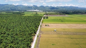 Aerial view of a lush green landscape with a mix of palm trees and agricultural fields. A narrow road divides the palm plantation on the left from the farming areas on the right. The fields show various shades of green and brown, indicating different stages of cultivation. Mountains rise in the distance under a partly cloudy sky.