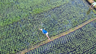 Aerial view of a lush green rice paddy with a person wearing a blue shirt working in the field. The landscape is composed of carefully organized rows of rice plants, separated by muddy walkways filled with water.