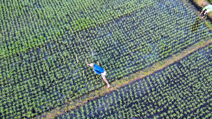 Aerial view of a lush green rice paddy with a person wearing a blue shirt working in the field. The landscape is composed of carefully organized rows of rice plants, separated by muddy walkways filled with water.