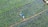 Aerial view of a lush green rice paddy with a person wearing a blue shirt working in the field. The landscape is composed of carefully organized rows of rice plants, separated by muddy walkways filled with water.