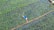 Aerial view of a lush green rice paddy with a person wearing a blue shirt working in the field. The landscape is composed of carefully organized rows of rice plants, separated by muddy walkways filled with water.