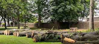 a bunch of logs that are sitting in the grass