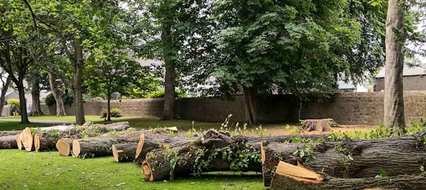a bunch of logs that are sitting in the grass