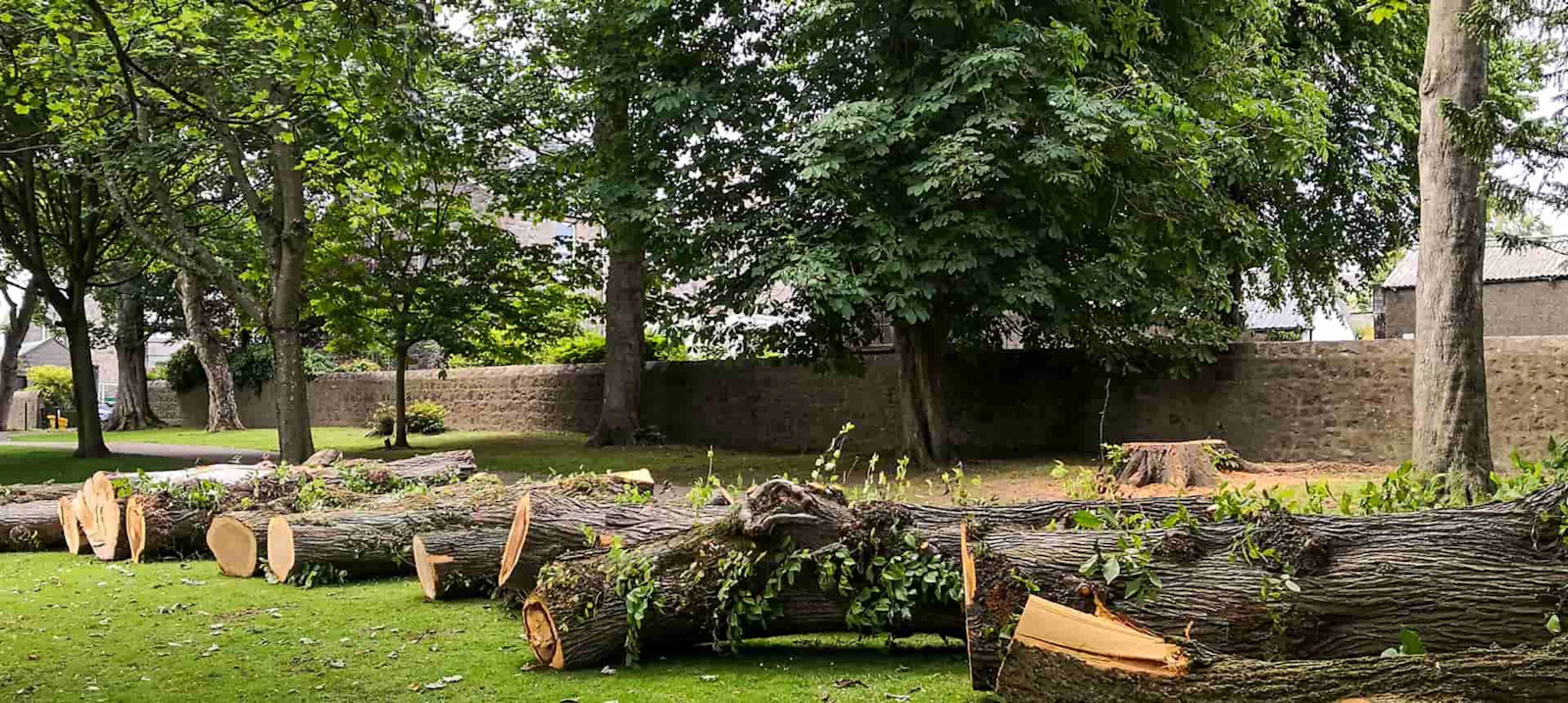 Logs from a felled tree laid out on a lawn ready to be hauled