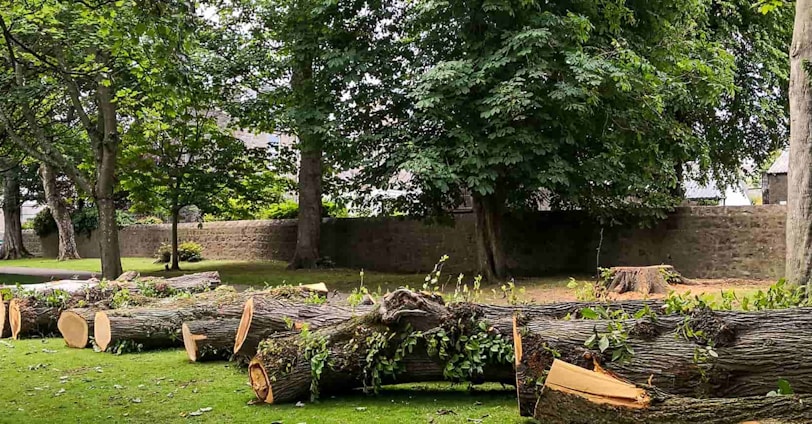 a bunch of logs that are sitting in the grass