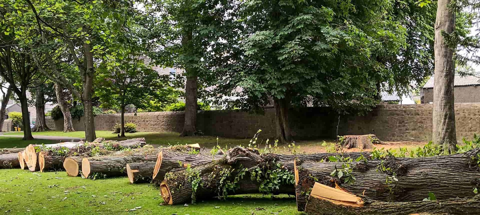 Lot and Land Clearing