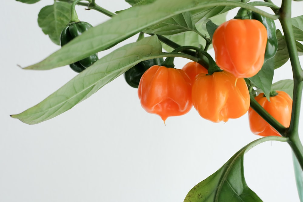 a close up of a plant with orange peppers on it