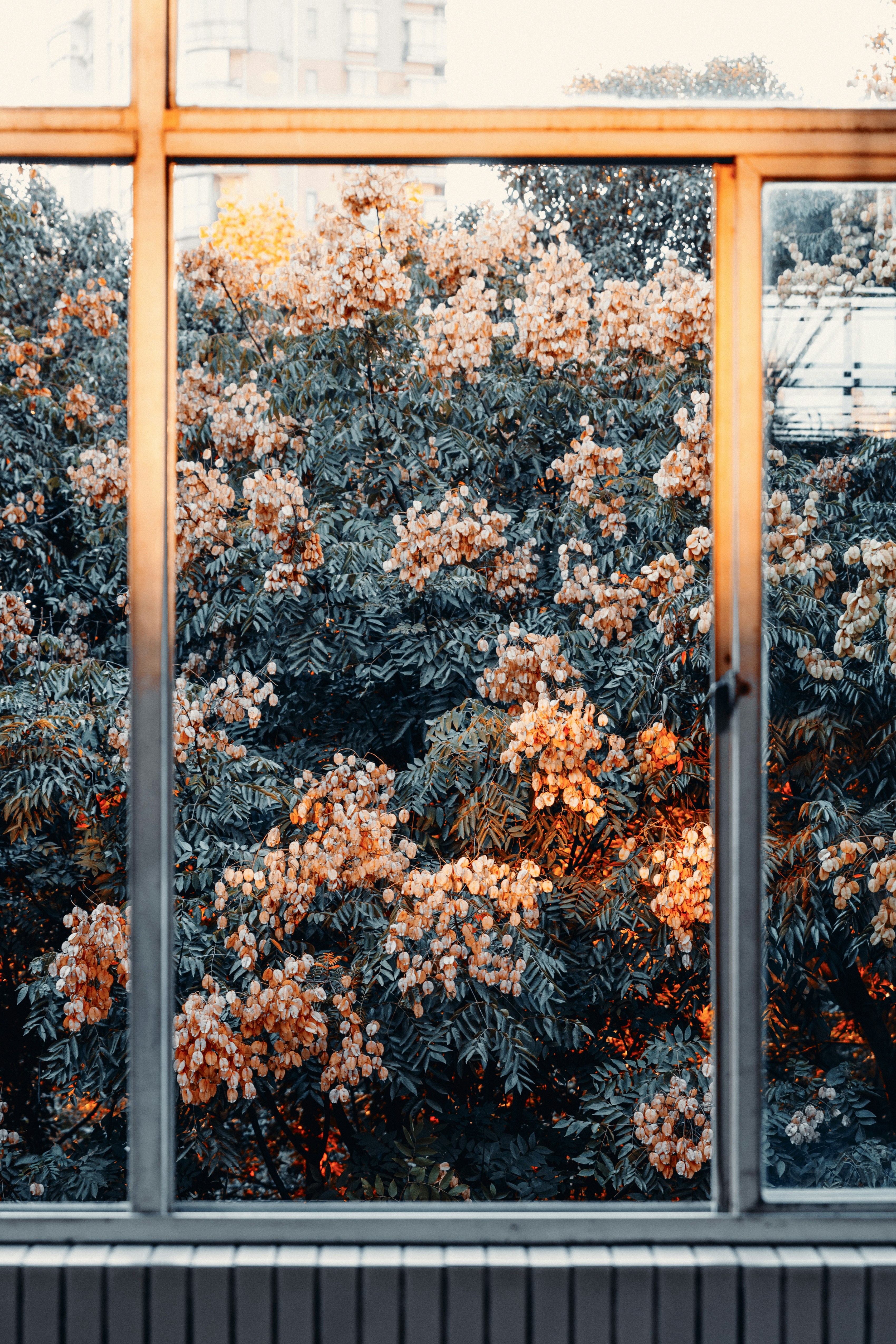 A window with a view of a tree outside photo – Free Autumn Image on ...