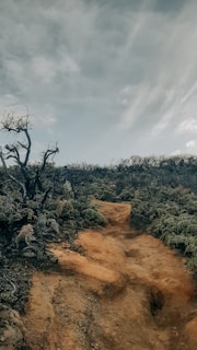 A rugged, dirt path winds through a landscape of sparse, charred vegetation under a cloudy sky. The environment appears dry, with a mix of barren earth and low-lying, wilted shrubs. The atmosphere suggests a recent fire or drought affecting the area.