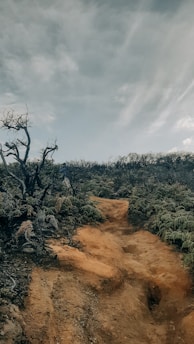 A rugged, dirt path winds through a landscape of sparse, charred vegetation under a cloudy sky. The environment appears dry, with a mix of barren earth and low-lying, wilted shrubs. The atmosphere suggests a recent fire or drought affecting the area.