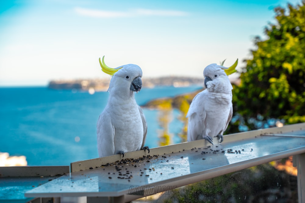 two white parrots are sitting on a ledge
