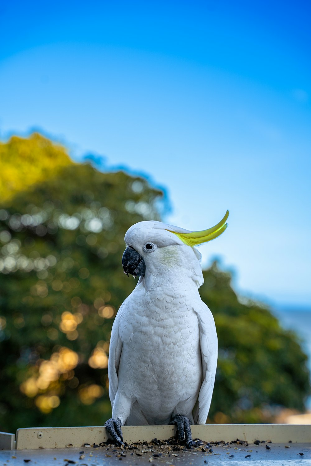 a white cockatoo with a yellow beak sitting on a ledge