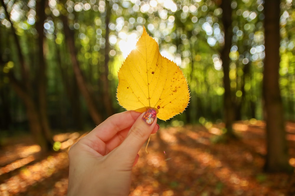 a person holding a yellow leaf in a forest