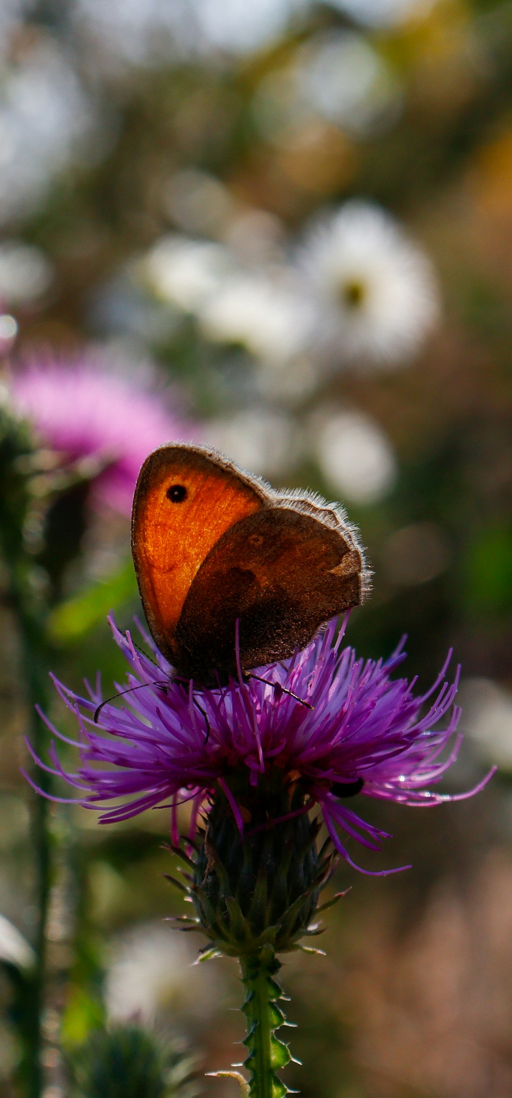 a brown and orange butterfly sitting on a purple flower