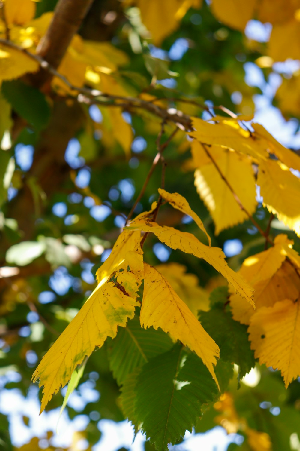 yellow leaves on a tree with blue sky in the background