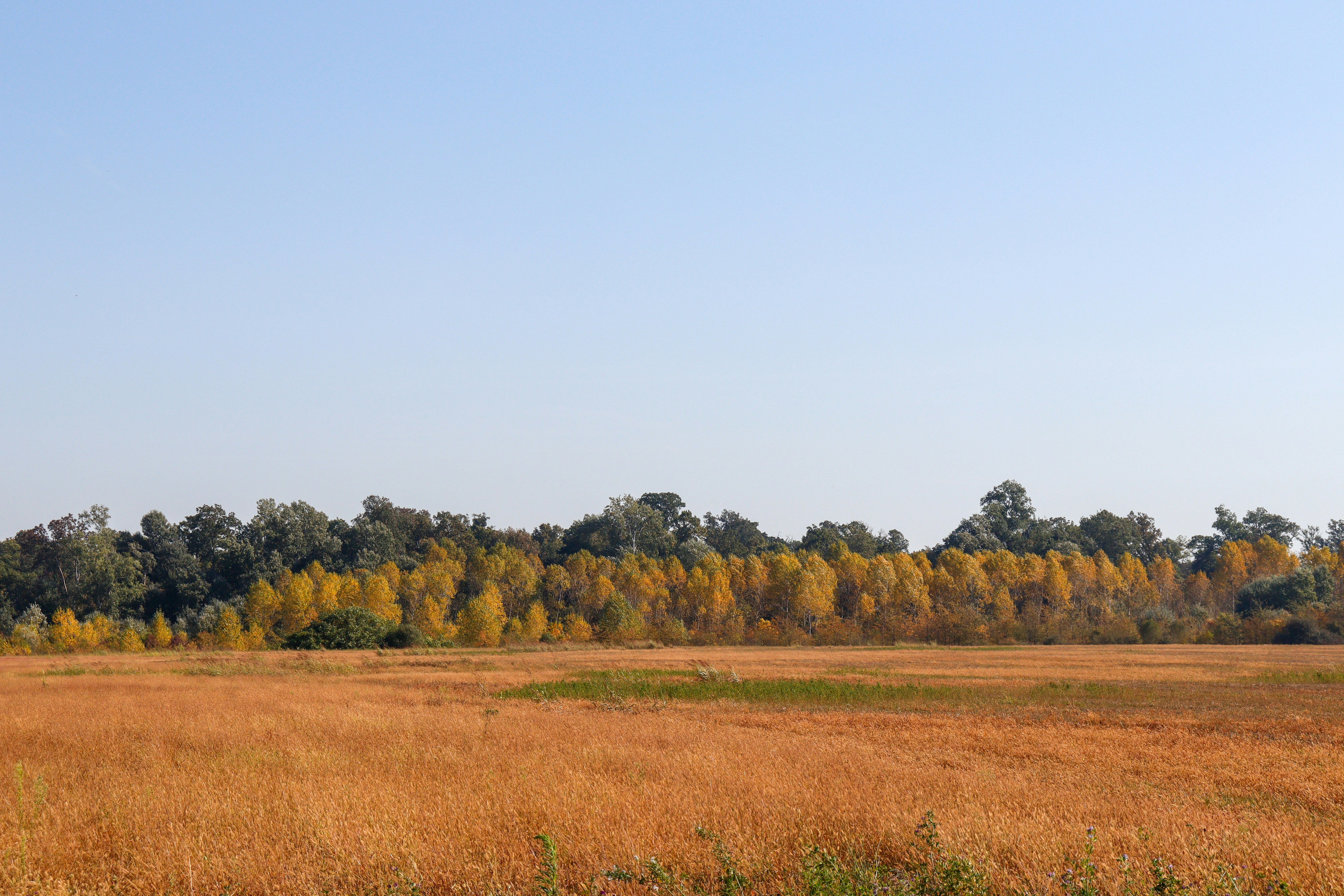 a grassy field with trees in the background