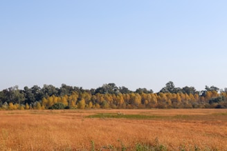 a grassy field with trees in the background