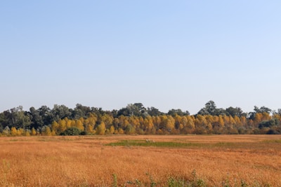 a grassy field with trees in the background