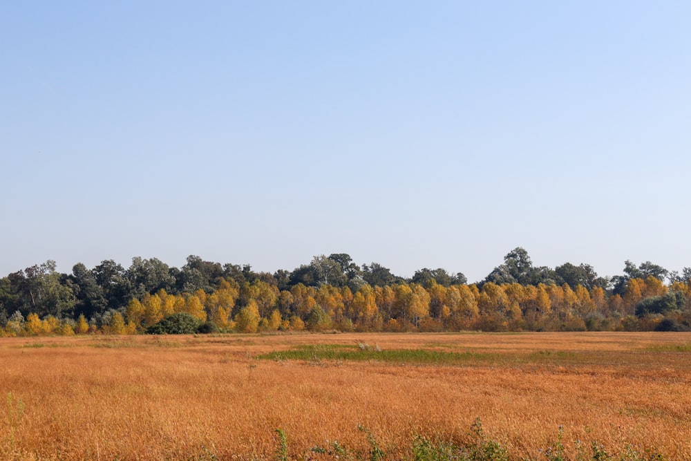 a grassy field with trees in the background