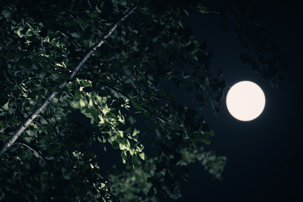 a full moon shines through the branches of a tree