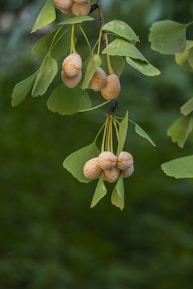 Clusters of round, textured seeds are hanging from thin branches along with flat, fan-shaped green leaves. The background is a soft blur of dark green foliage, creating a natural, serene setting.