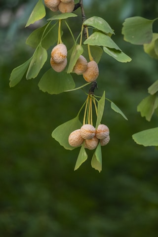 Clusters of round, textured seeds are hanging from thin branches along with flat, fan-shaped green leaves. The background is a soft blur of dark green foliage, creating a natural, serene setting.