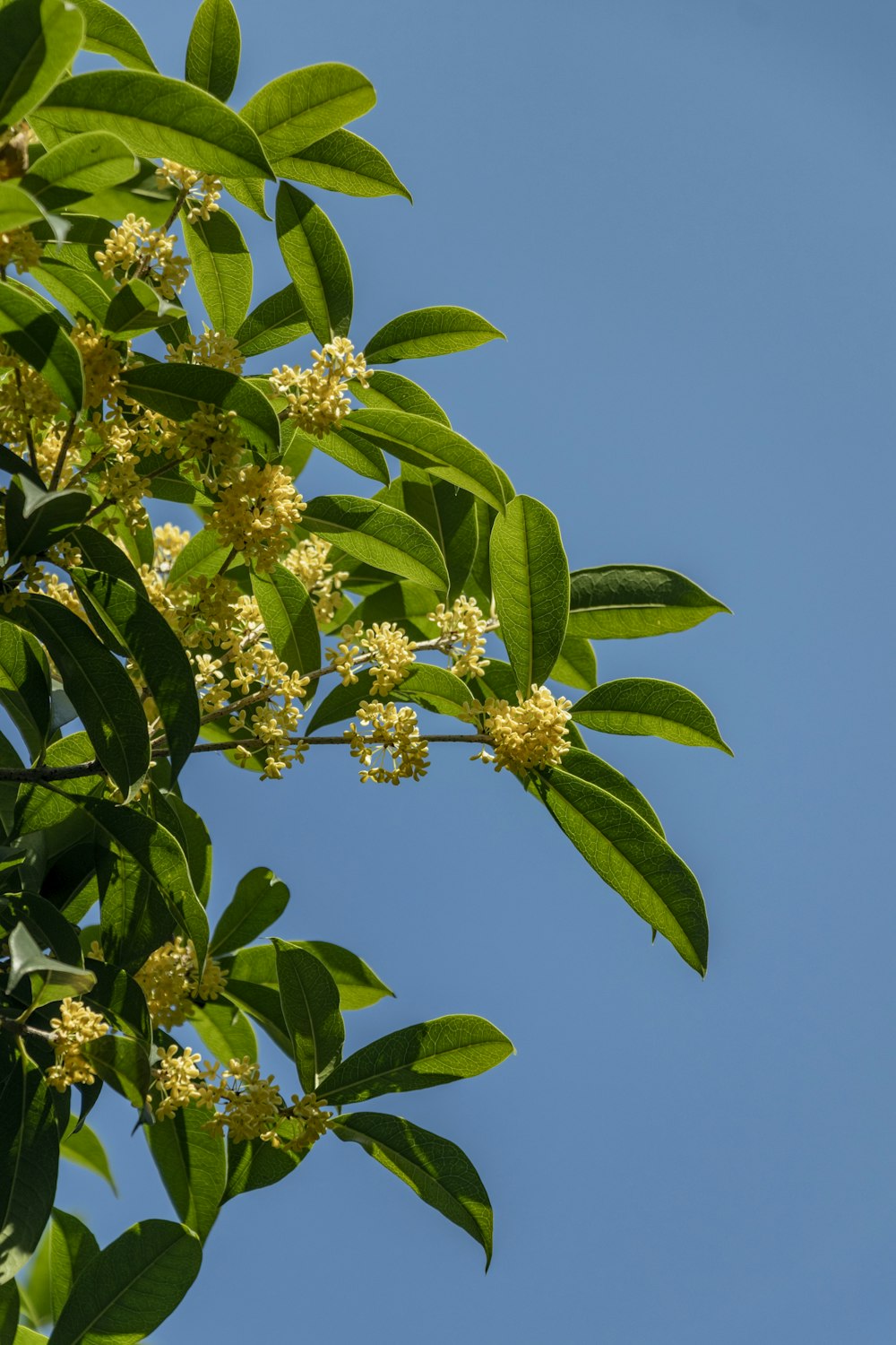 a tree branch with yellow flowers against a blue sky