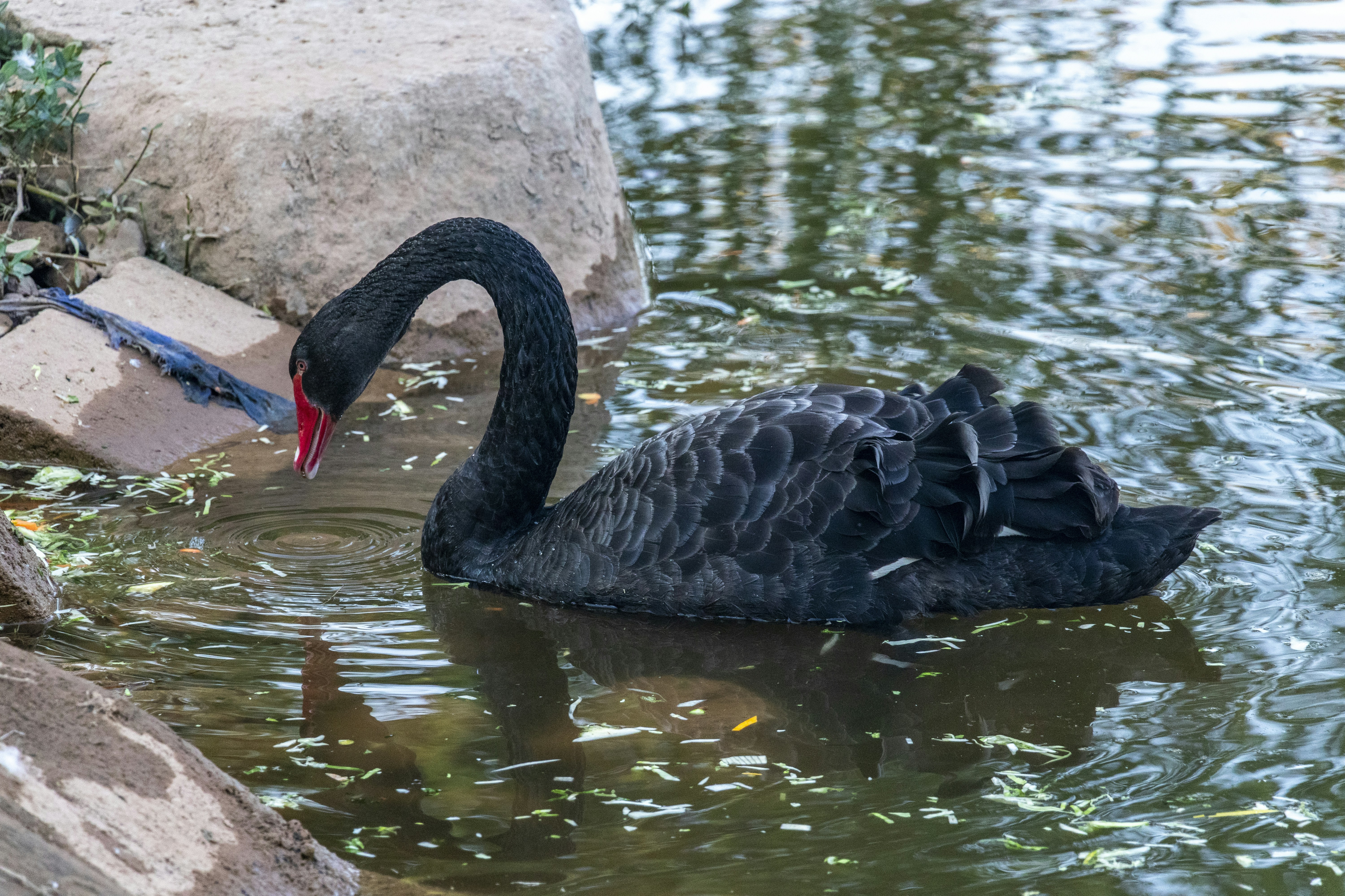 Photo by kevinwang413156