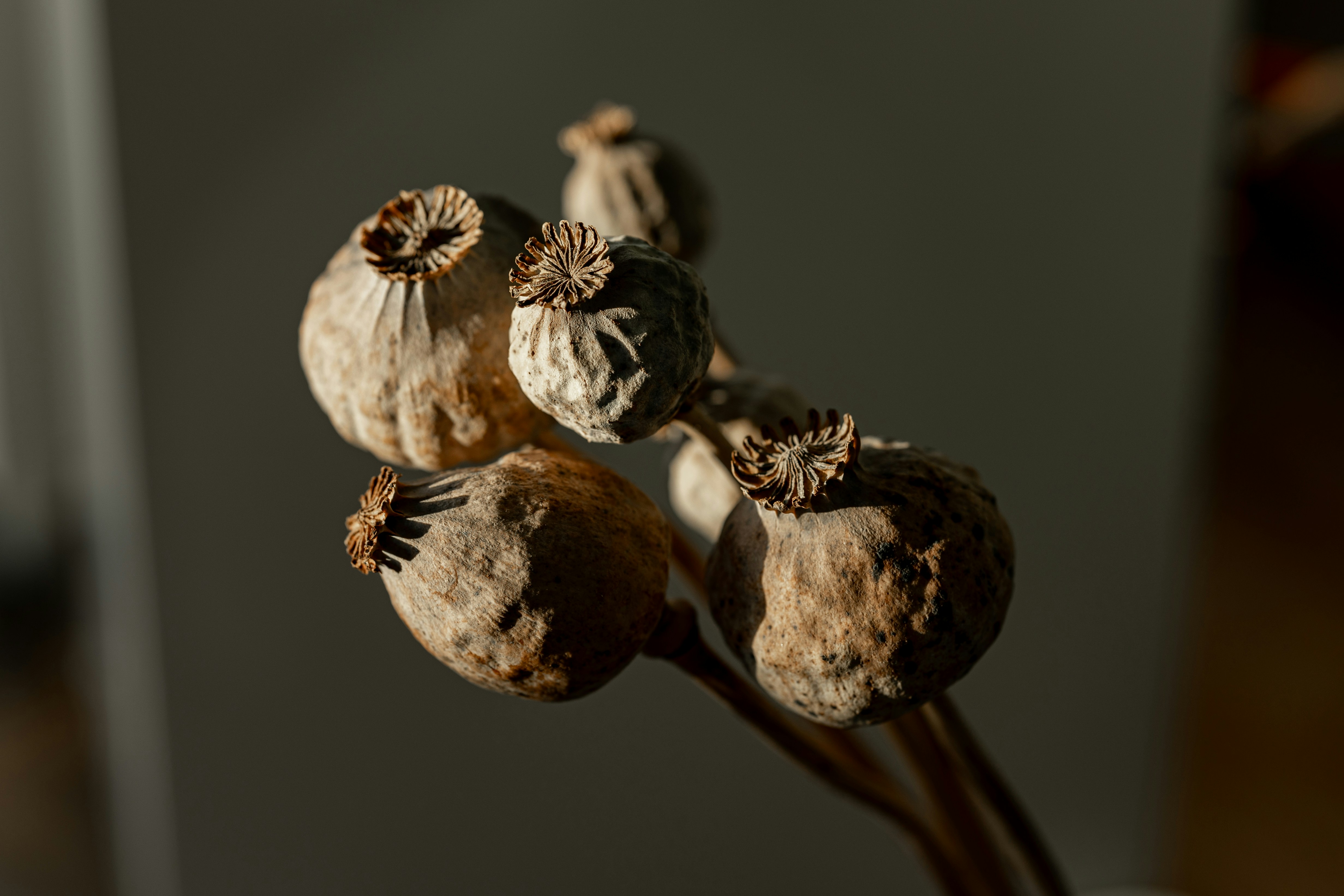 Photo by bahar_ghiasi