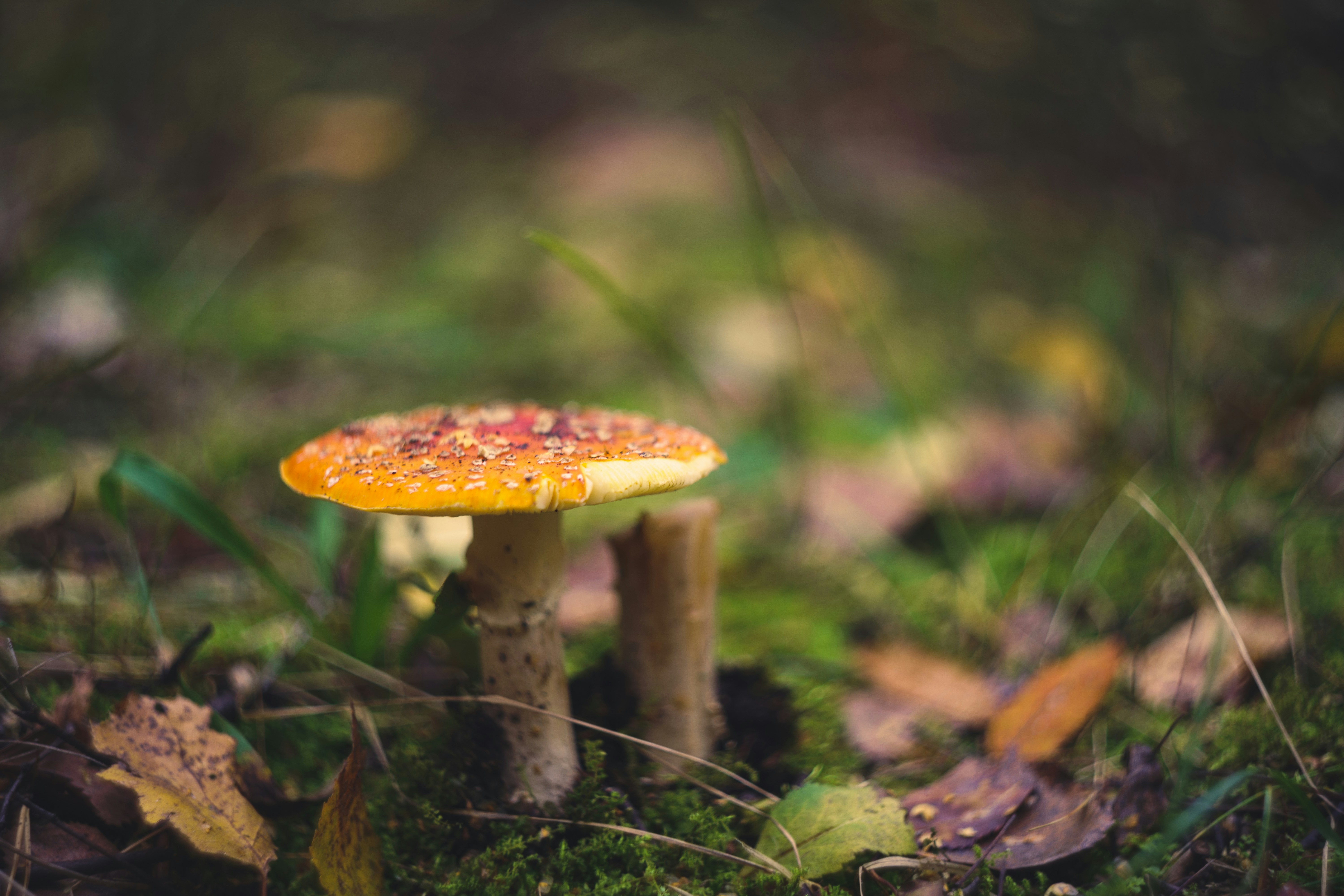 Photo by mirrors_are_more_fun