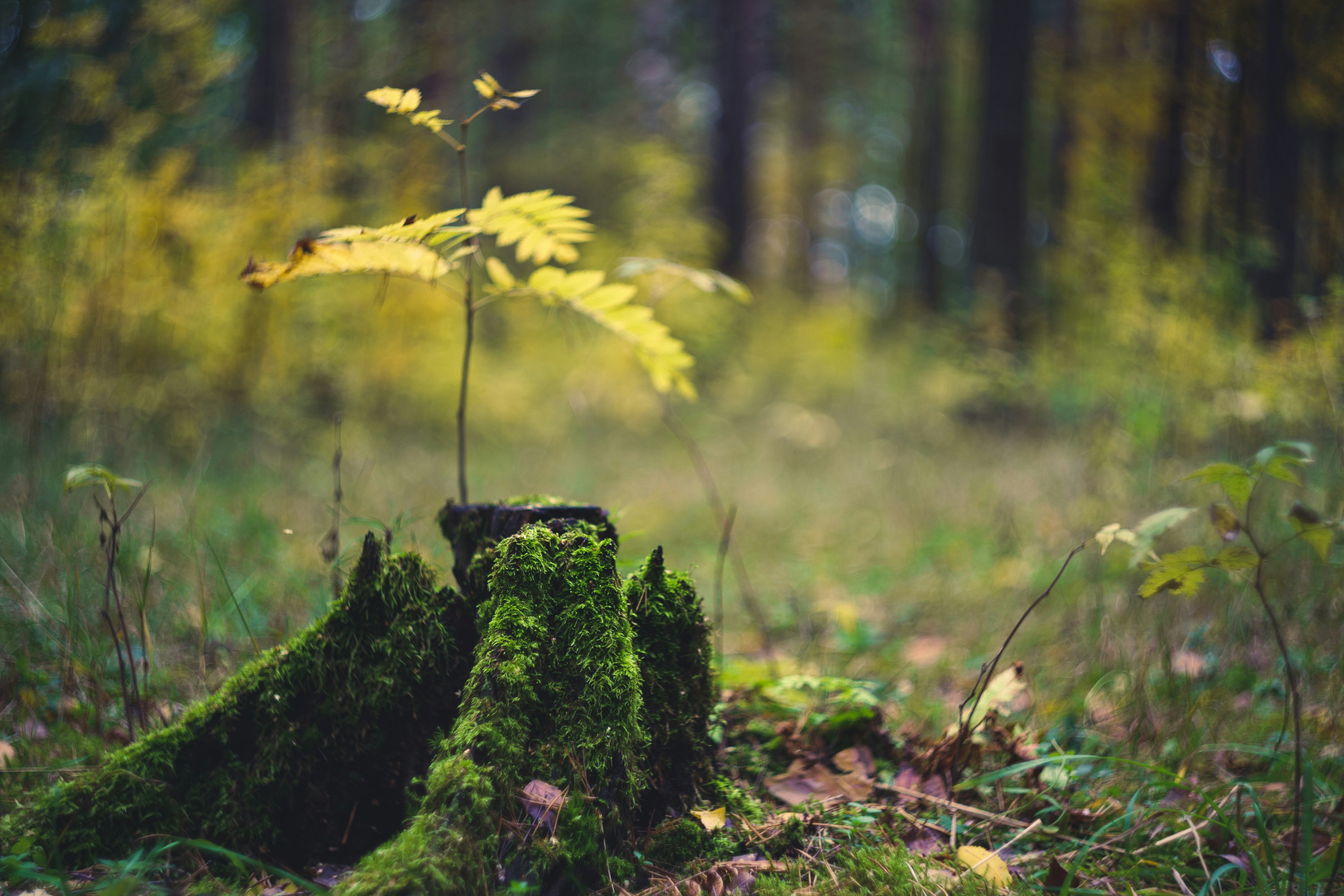 Photo by mirrors_are_more_fun