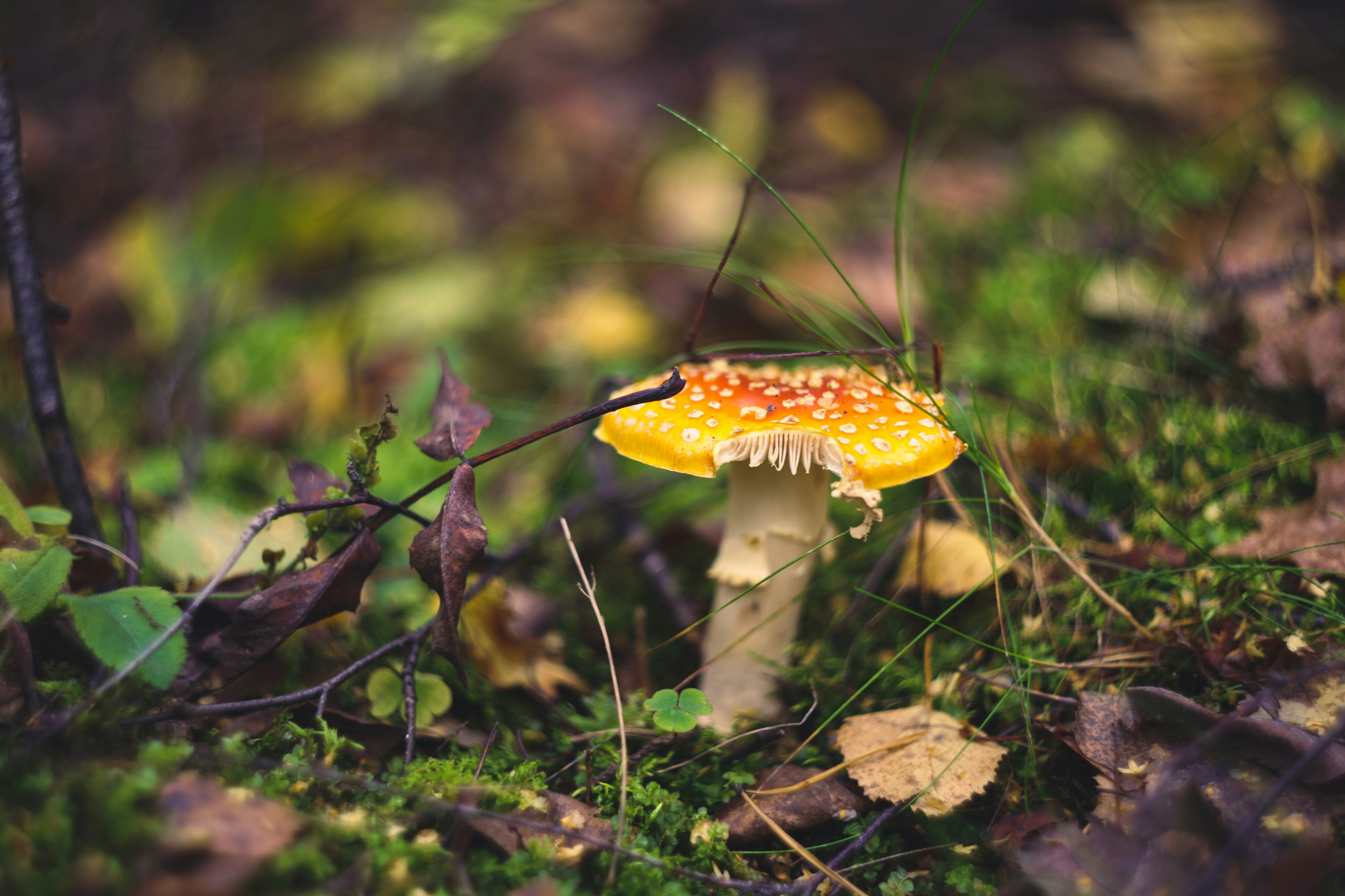 Photo by mirrors_are_more_fun