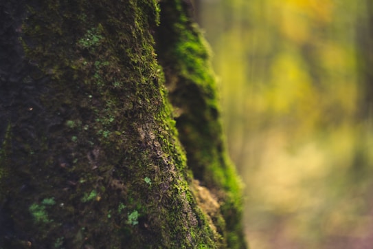 A close-up view of a tree trunk covered in lush green moss, set against a softly blurred forest backdrop with shades of green and yellow, conveying a sense of tranquility and natural beauty.