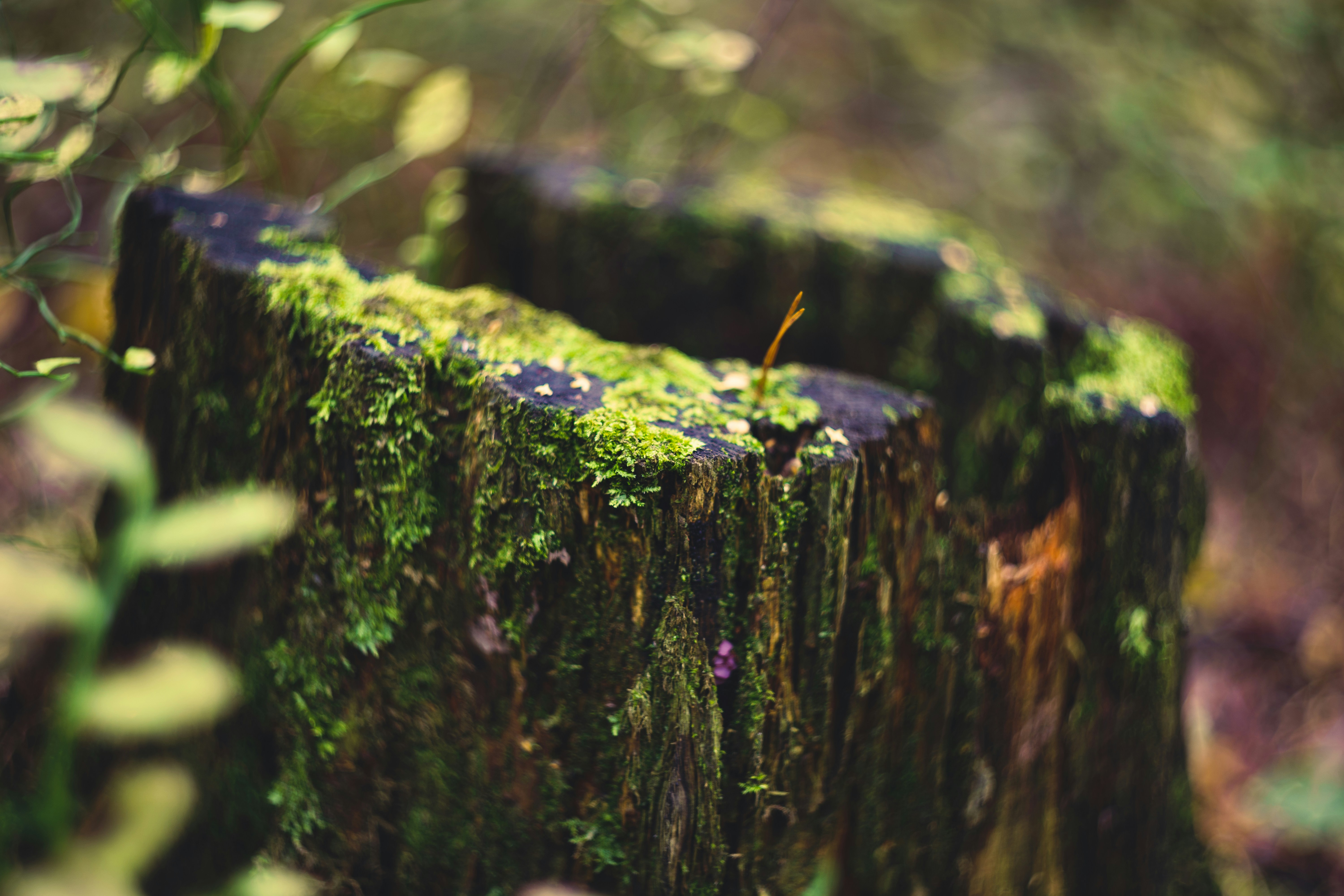 Photo by mirrors_are_more_fun