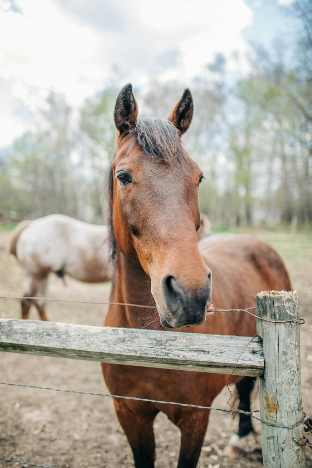 a brown horse standing next to a wooden fence