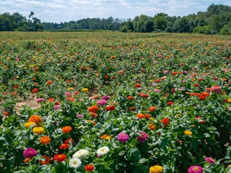 A panoramic view of a flower field in full bloom.