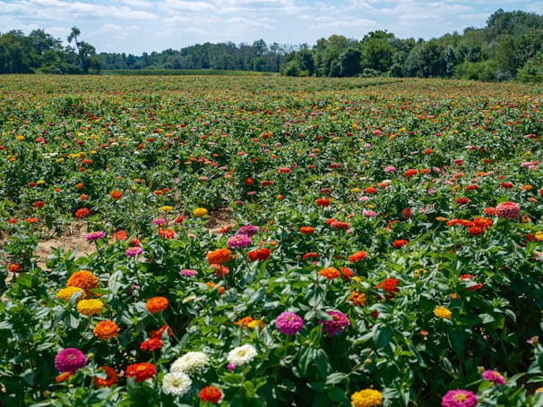 A panoramic view of a flower field in full bloom.